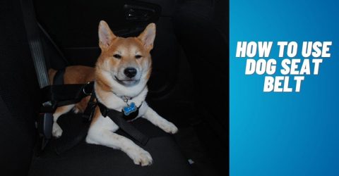 How to Use Dog Seat Belt - Secure Your Canine Companion